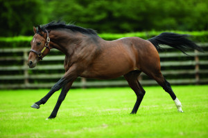 Ghaiyyath | Cork Racecourse Mallow